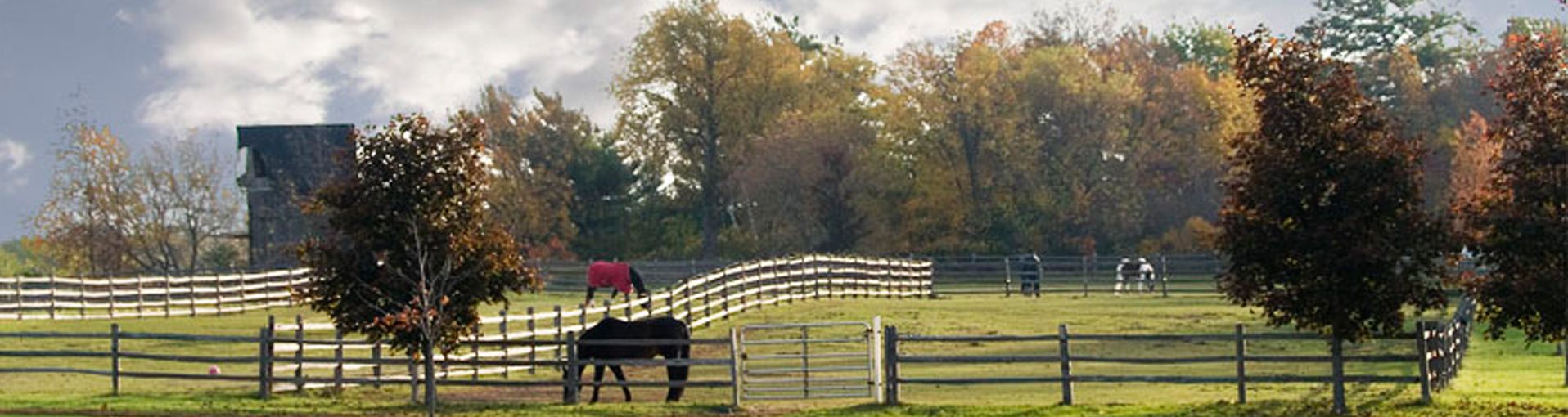 Wisconsin Equestrian Center – We specialize as a full service dressage ...